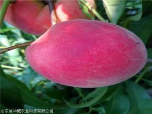 博猫娱乐
