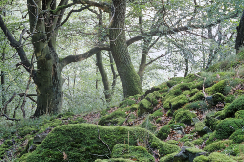 Primeval Beech Forests of Germany.jpg2