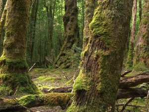 Ancient Foret The Tarkine Autralia
