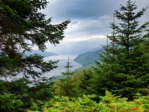 Ancient Caledonian pine forest scotland