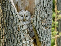 Ancient woods lithuania owl