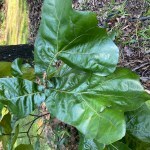 Oak Leaves - Adventure Story