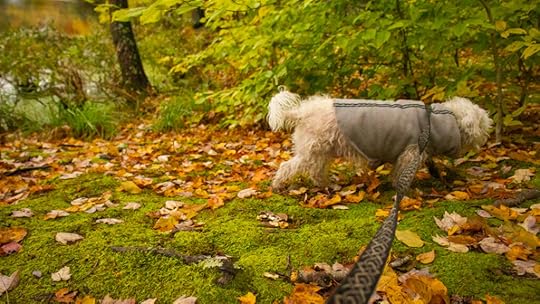 Small Terrier Hiking Dog
