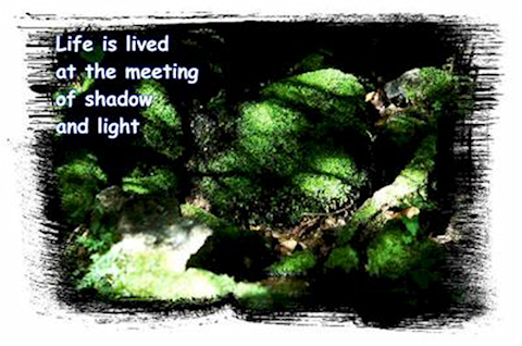 awareness picture of moss, water, rocks