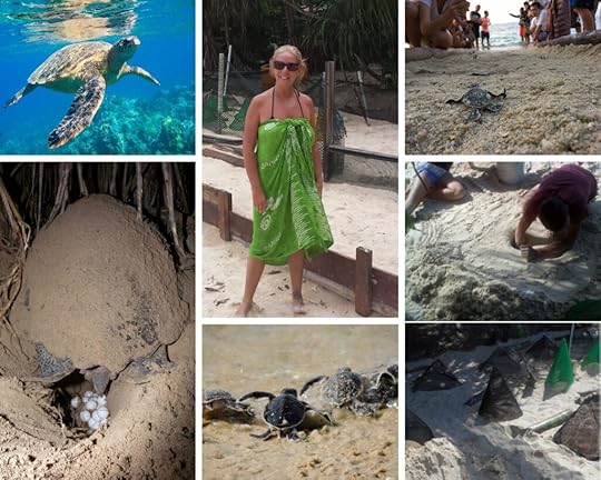 The Backpacking Housewife Turtle Conservation experience at Bubbles Resort Malaysia
