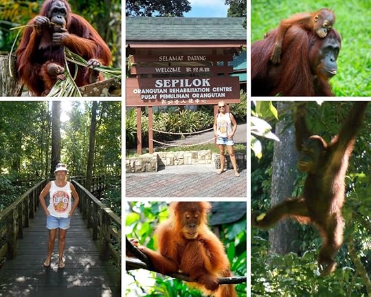 The Backpacking Housewife Orangutan Rehabilitation experience in Sepilok Borneo