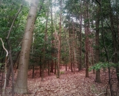 De Natte Wegwaai Wandeling