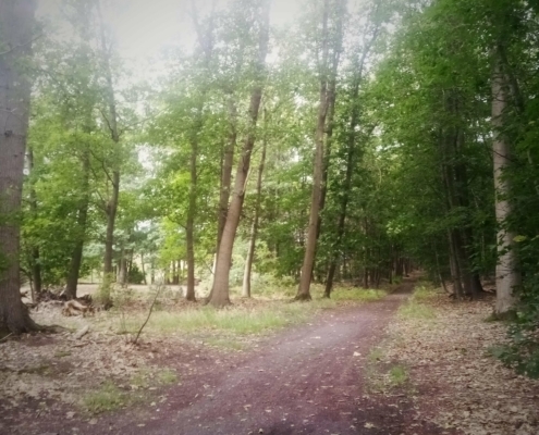 De Natte Wegwaai Wandeling