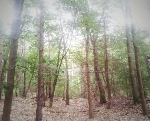De Natte Wegwaai Wandeling