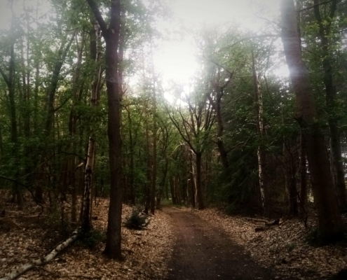 De Natte Wegwaai Wandeling