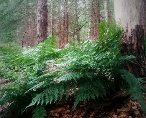 De Natte Wegwaai Wandeling