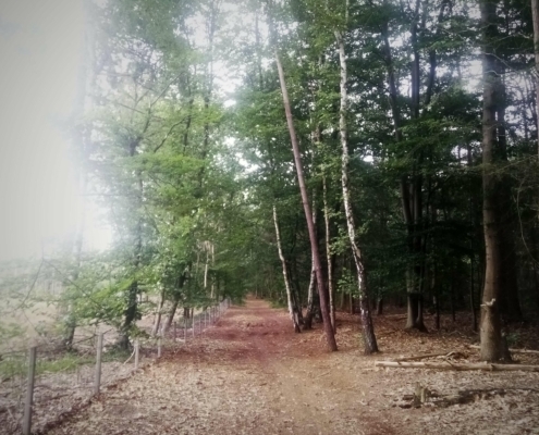 De Natte Wegwaai Wandeling