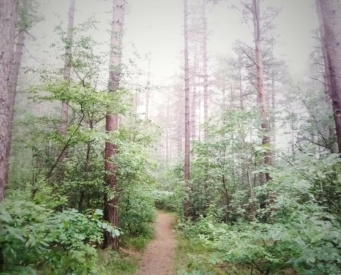 De Natte Wegwaai Wandeling