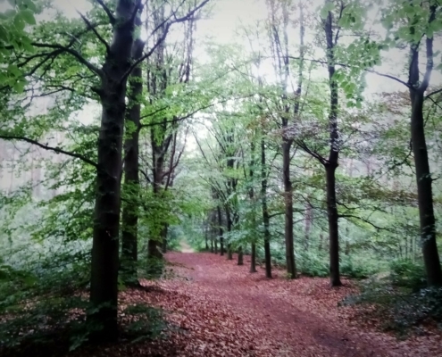 De Natte Wegwaai Wandeling
