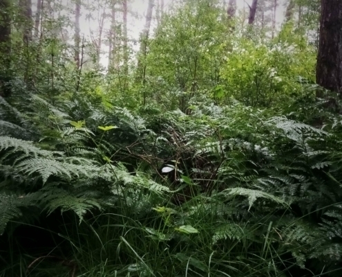 De Natte Wegwaai Wandeling