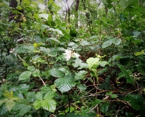 De Natte Wegwaai Wandeling