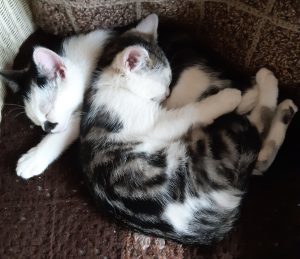 photo of two sleeping kittens curled up