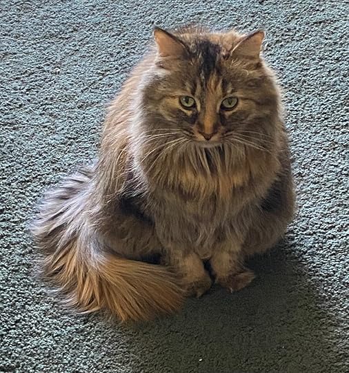 PIcture of Gidget-Long-haired calico cat, sitting on a blue rug, staring at camera. Extroverted Introvert