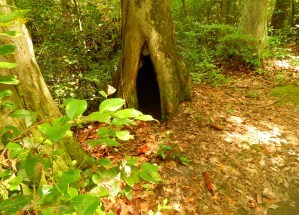 Hollow Tree - Adventure Story