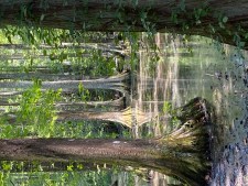 Cypress Trees - Adventure Stories