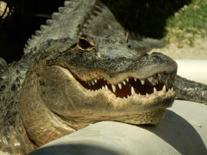 Gator - Adventure Stories