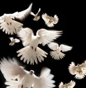 doves
