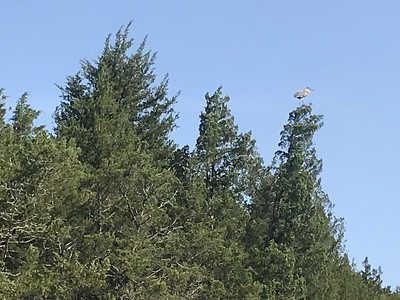 bird at Percy Priest