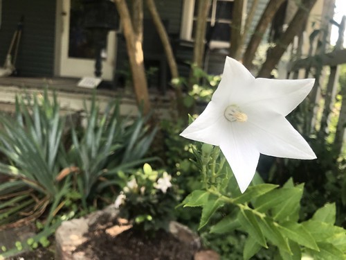 first balloon flower of 2021