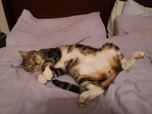 Picture of a cat sprawling on a bed