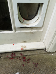 Picture of cat flap and doorstep with drips of blood