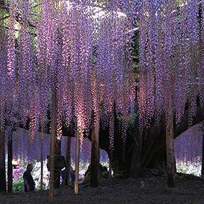 Wisteria at Ashikaga Flower Park