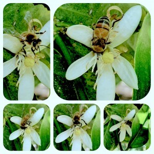 2021-07-04-Tordjman-bees