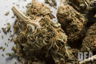 cbd flower