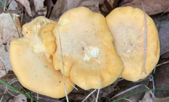 Trio of mushrooms number 1.