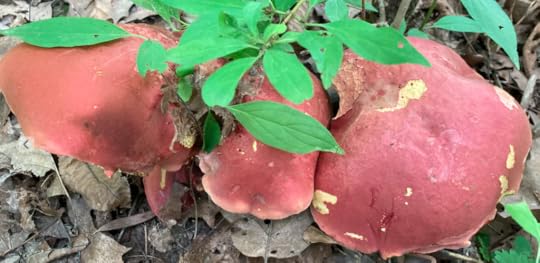 Trio of deep red mushrooms (number two).