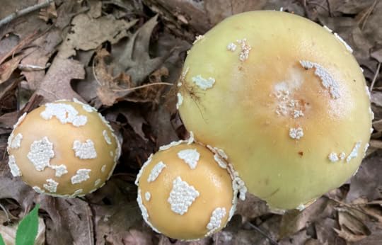 Trio of mushrooms number 3.