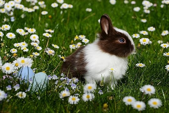 A brown and white rabbit with some eggs in a field of wildflowers.