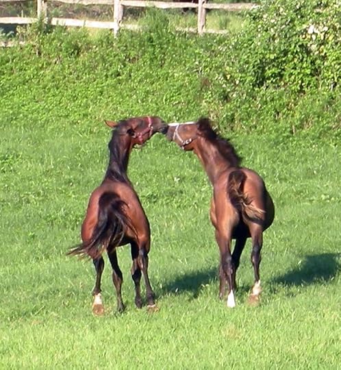 Horse racing is in my blood, and in theirs.