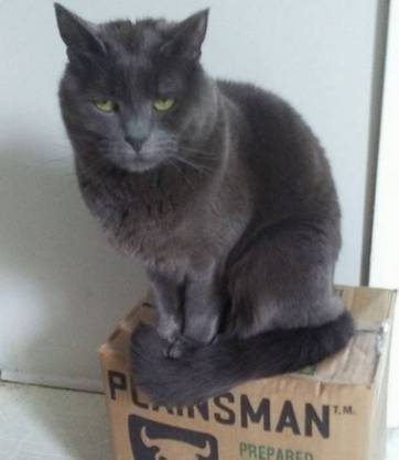 grey cat and box of clay