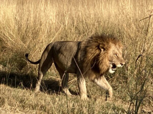 Lion Botswana
