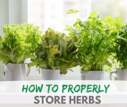 How to Store Herbs blog graphic