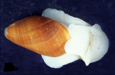 Scaphander_lignarius