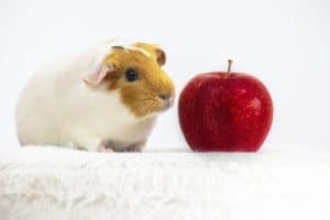 Top Tech for Guinea Pigs