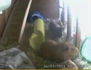 Top Tech for Guinea Pigs - Guinea Pigs on IP Camera