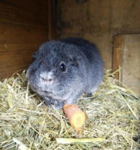 Hector the Guinea Pig