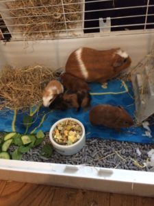 Guinea Pigs - Mother and Babies