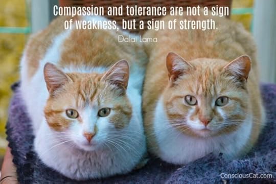 compassion-tolerance-cat
