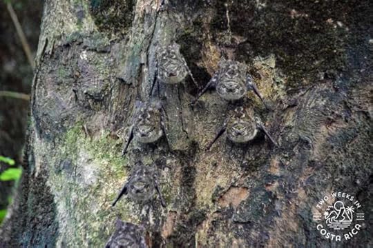 Long nosed bats river float tour La Fortuna