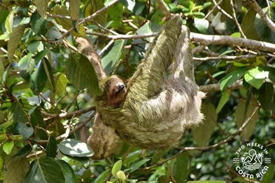Sloth seen on river float tour