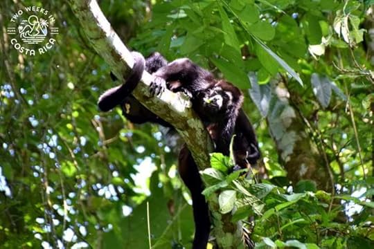 Howler monkey on Penas Blancas River